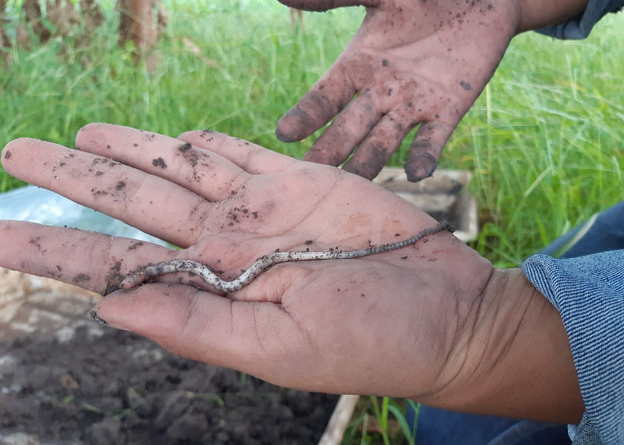 Uma pessoa segura na palma da mão uma minhoca clara e alongada, coberta parcialmente por terra. Ao fundo aparecem grama verde e outra mão suja de solo, durante uma atividade de campo ao ar livre.